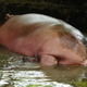 Illustration for article titled Who Would Win If A Hippo Fought A Rhino? A Question For The Ages.